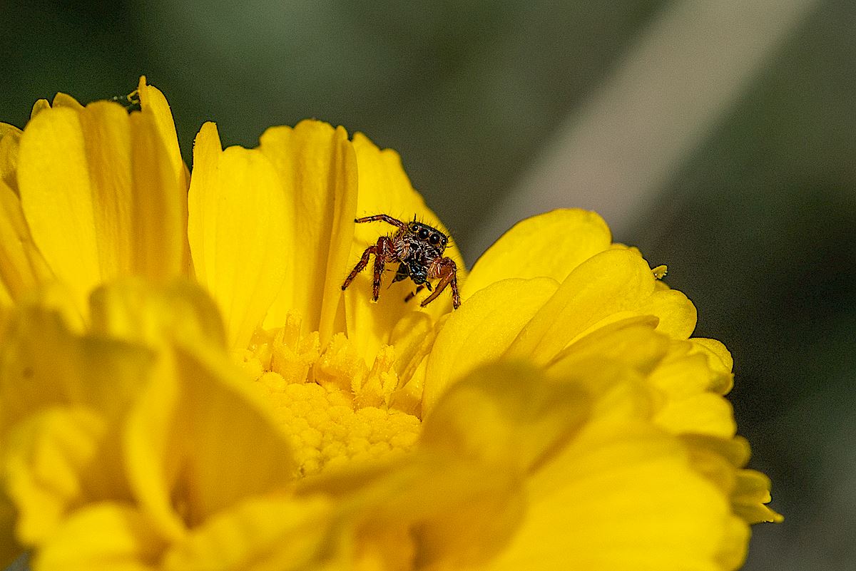 Jumping Spider on a Desert Marigold, Oracle State Park. April 2019.